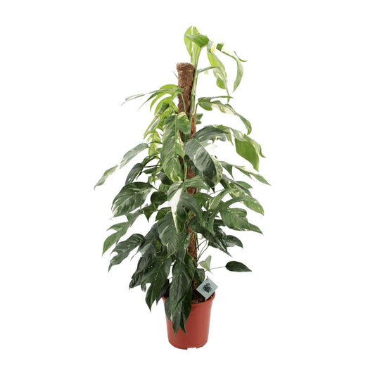 Epipremnum Pinnatum Albo Variegata - Ø24cm - Pflanzfix24.de - Pflanzfix24.de