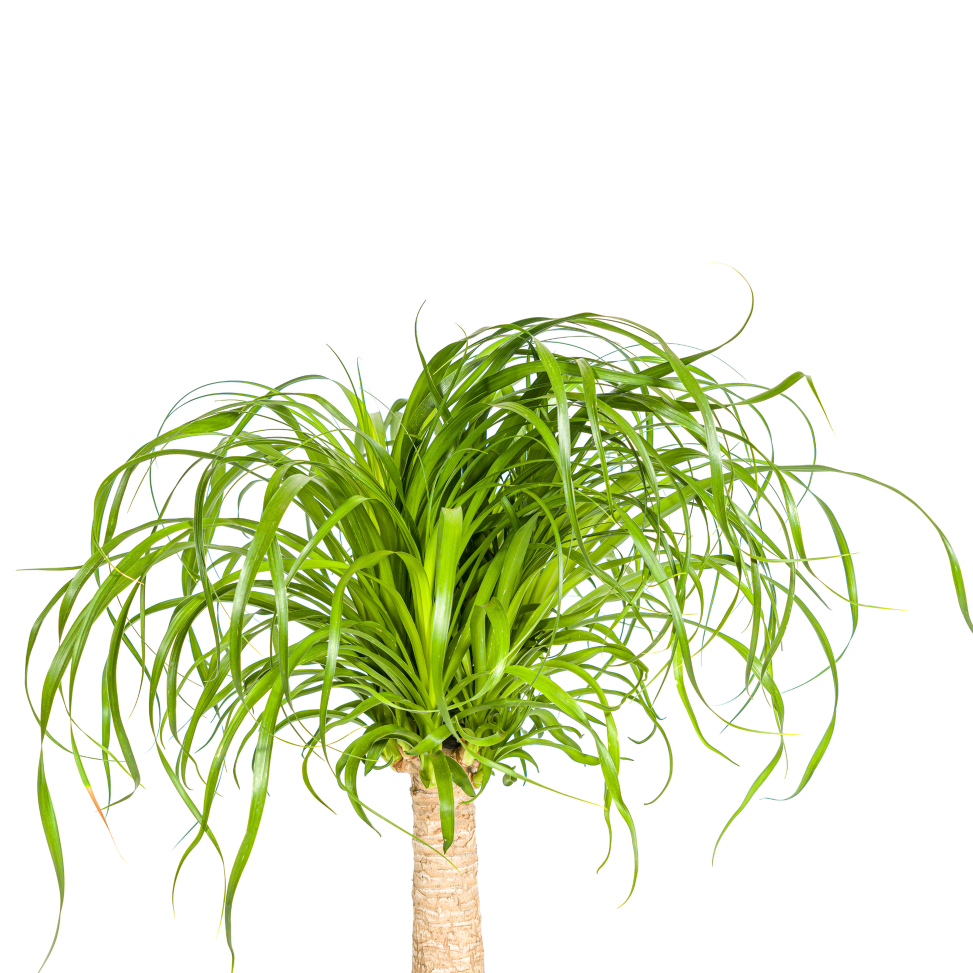 Beaucarnea Recurvata Stamm Ø21cm - ↕60 - 80cm von Pflanzfix24.de - Pflanzfix24.de