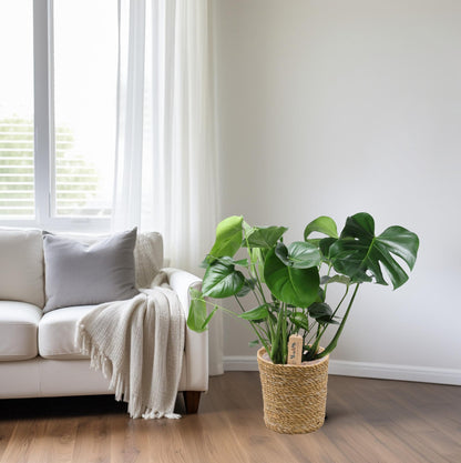 Monstera In Natural Basket - Ø21cm - ↕60cm - Pflanzfix24