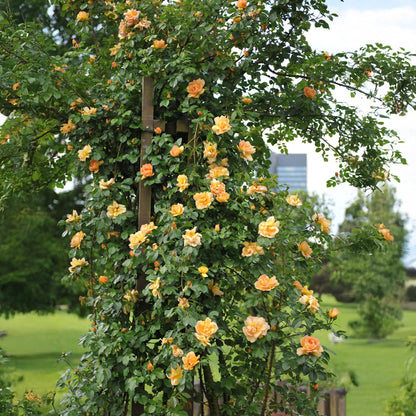 GreenboutiQ - Kletterrose - Rosa Orange Climber - 2 Pflanzen - Pflanzfix24.de - Pflanzfix24.de