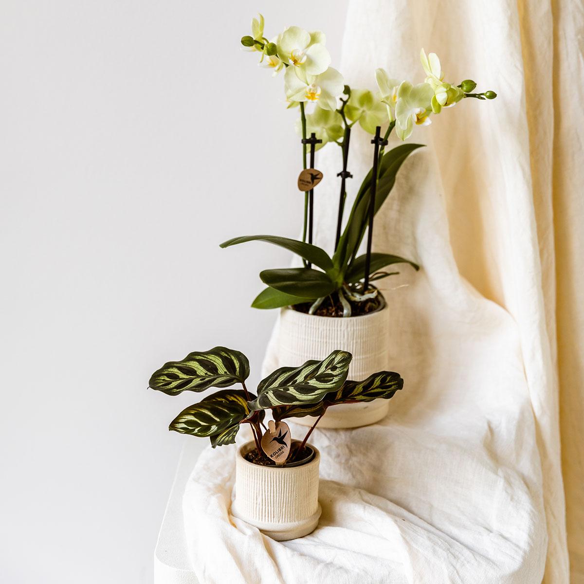 Bali Blumentopf Off White Ø9cm - Eleganter Rillen-Keramiktopf | Pflanzfix24.de - Pflanzfix24.de