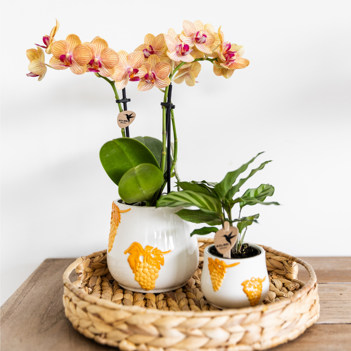 Orange Phalaenopsis „Jamaica“ Ø9cm – Multiflora Orchidee | Pflanzfix24.de - Pflanzfix24.de