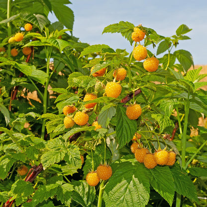Pflanzfix24 - Himbeerpflanze - Rubus idaeus Fallgold - 2 Pflanzen