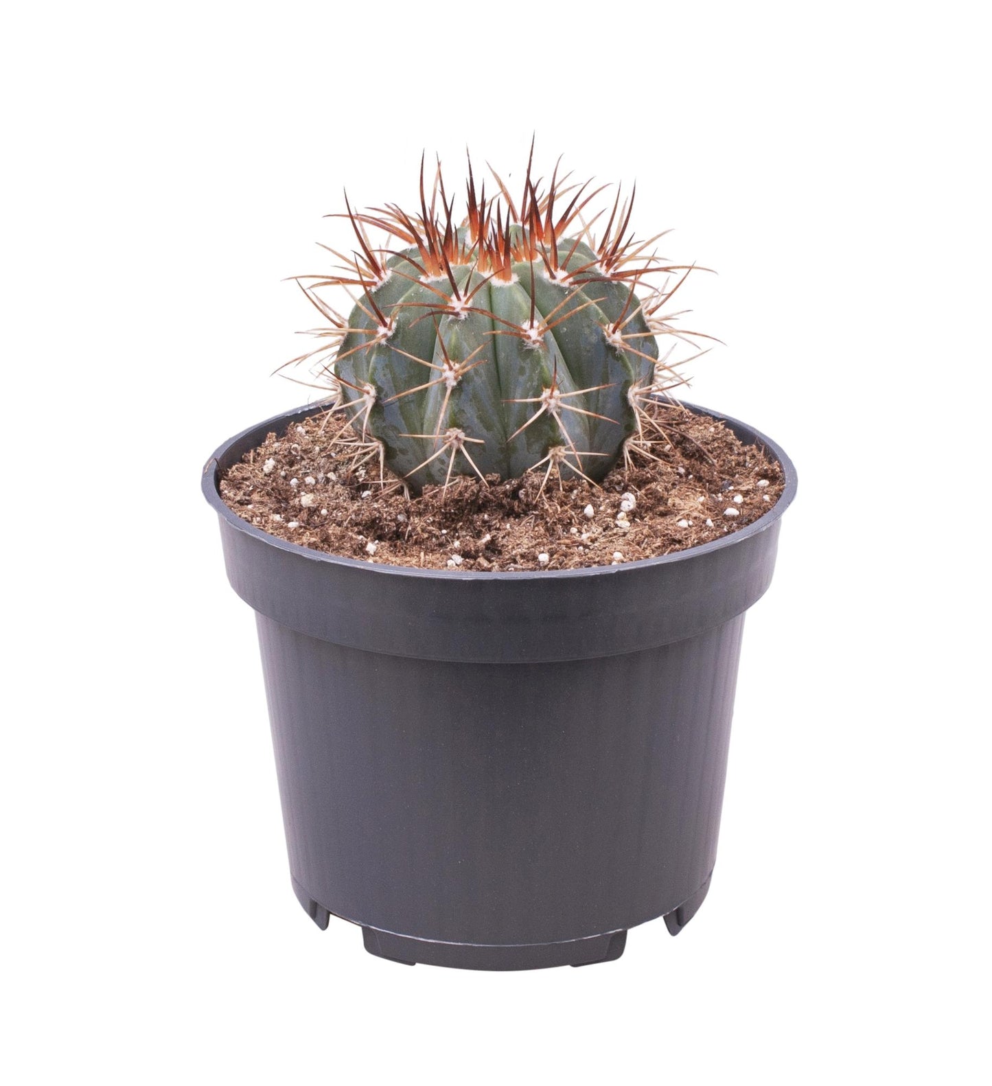 Melocactus Azureus - Ø12 ↕17 - Pflanzfix24