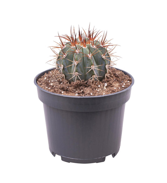Melocactus Azureus - Ø12 ↕17 - Pflanzfix24