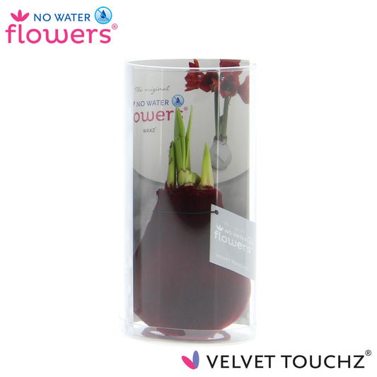 No Water Flowers Velvet Touchz® Bordeaux In Koker - ↕15cm - Pflanzfix24