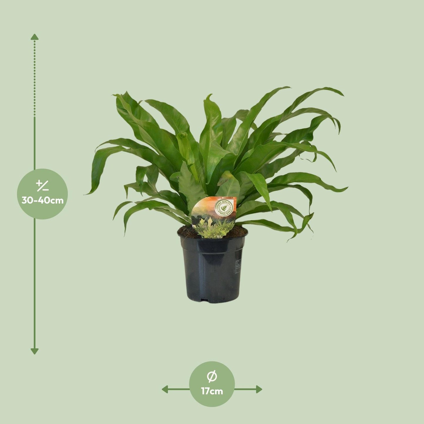 Asplenium Antiquum - Ø17cm - ↕40cm bei Pflanzfix24