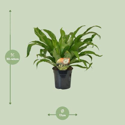 Asplenium Antiquum - Ø17cm - ↕40cm bei Pflanzfix24