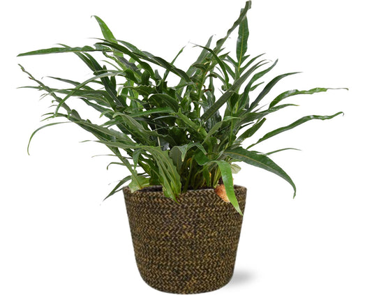 Aglaomorpha Coronans + Selin Pot - Pflanzfix24.de - Pflanzfix24.de