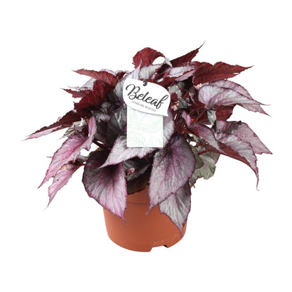 Begonia Beleaf Maori Haze - Ø17cm - ↕32cm - Pflanzfix24