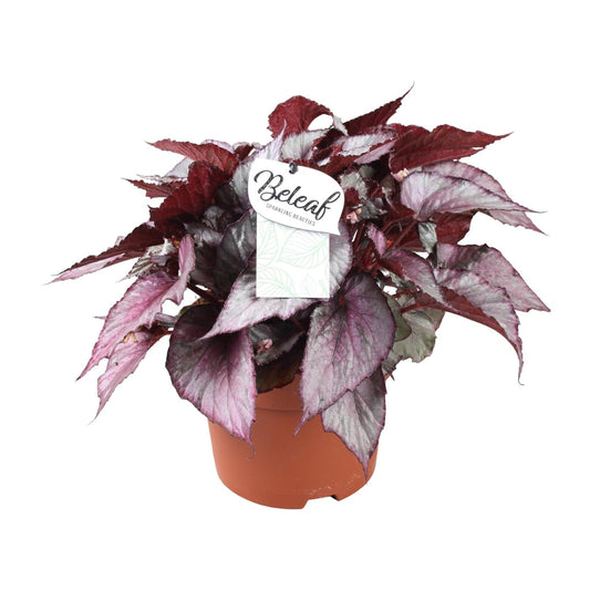 Begonia Beleaf Maori Haze - Ø17cm - ↕32cm - Pflanzfix24