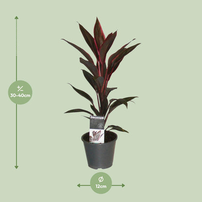 Cordyline Tango - Ø12cm - ↕40cm bei Pflanzfix24