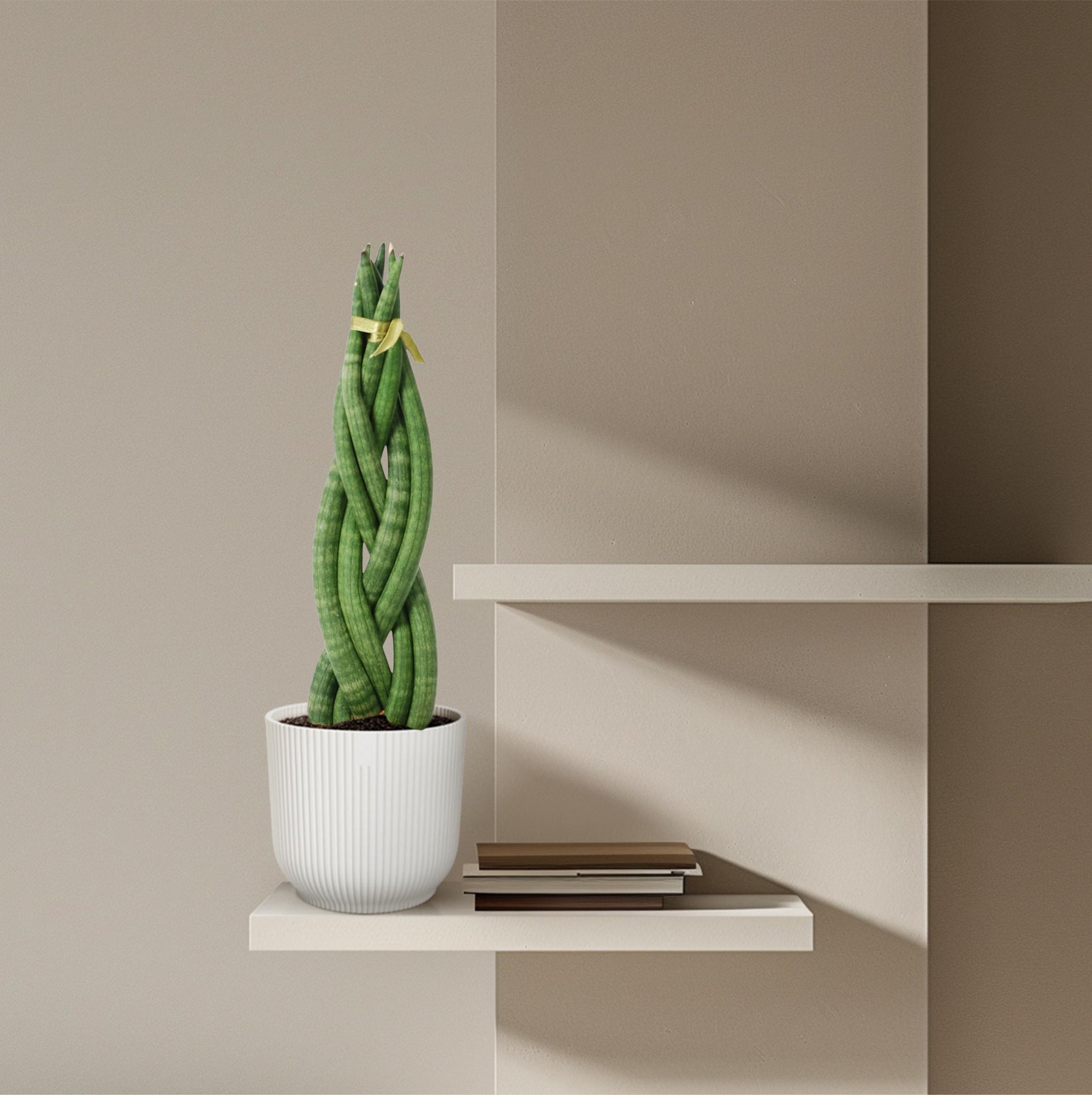 Sansevieria cylindrica 'Twist' Ø10,5cm – 40cm hoch | Pflanzfix24.de - Pflanzfix24.de
