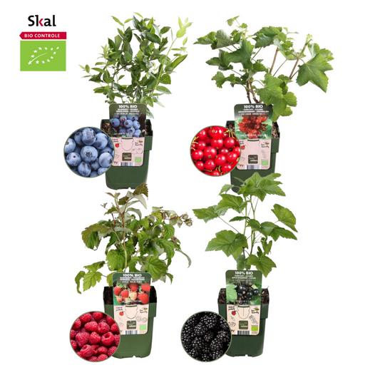 Fruchtparadis BIO Obstpflanzen Set - 4 Sorten - pflanzfix24
