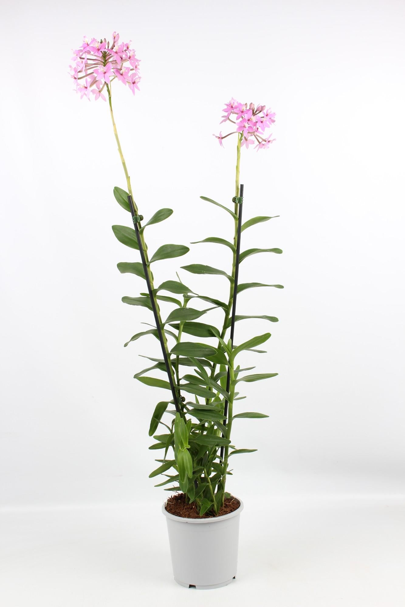 Epidendrum Licht Paars 2 Tak Toef 17 Cm - Ø17cm - ↕75cm von Pflanzfix24