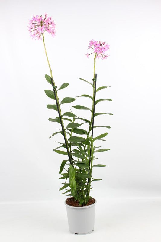 Epidendrum Licht Paars 2 Tak Toef 17 Cm - Ø17cm - ↕75cm von Pflanzfix24