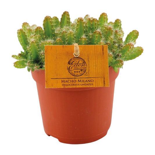 Hylocereus Undatus - Pflanzfix24.de - Pflanzfix24.de
