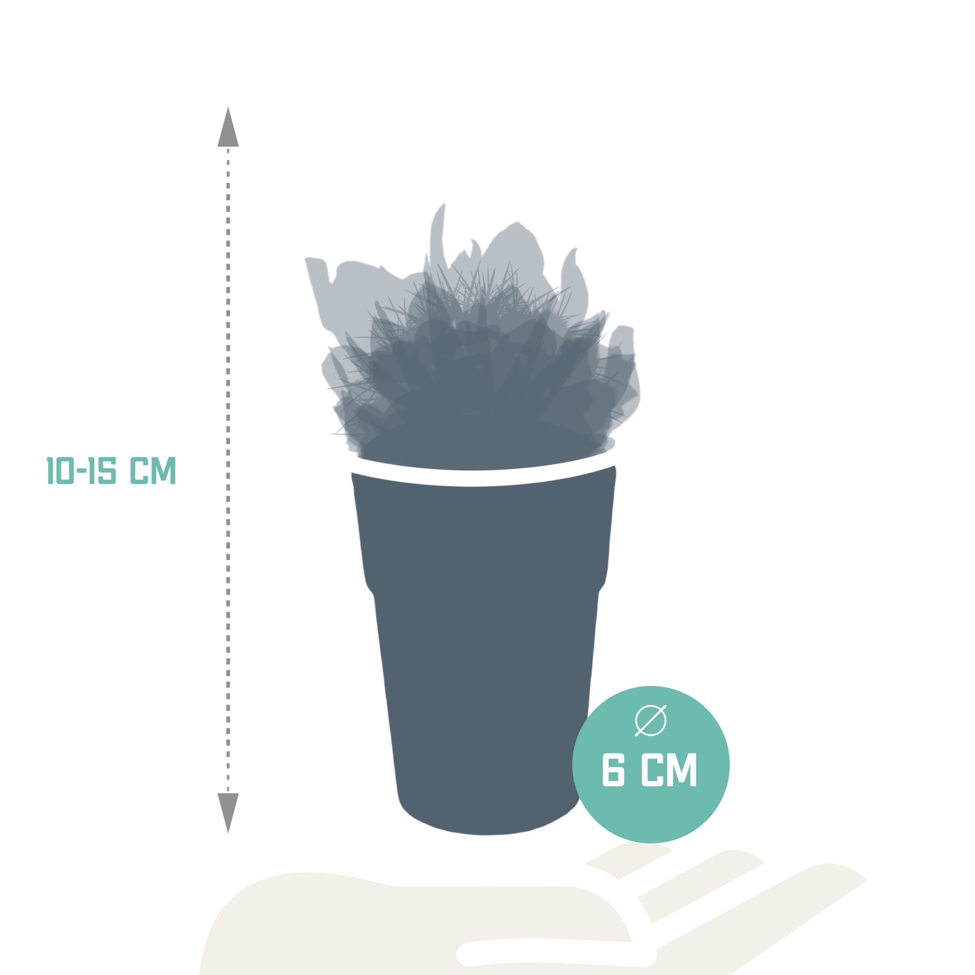 Cactus en vetplanten Mischung 5,5 cm | 15 stück - in gekleurde plasticpot - Pflanzfix24.de - Pflanzfix24.de
