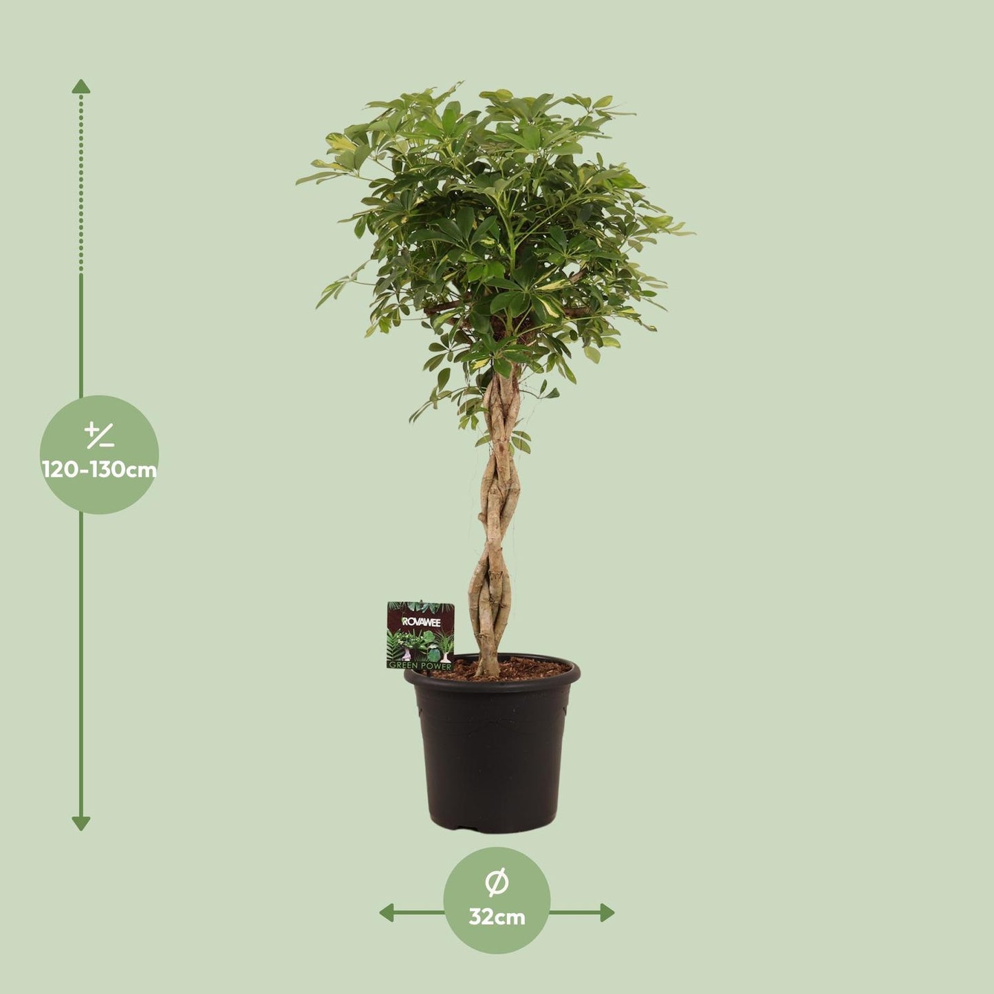 Schefflera Arb. Gold Capella - Ø32cm - ↕130cm by Pflanzfix24