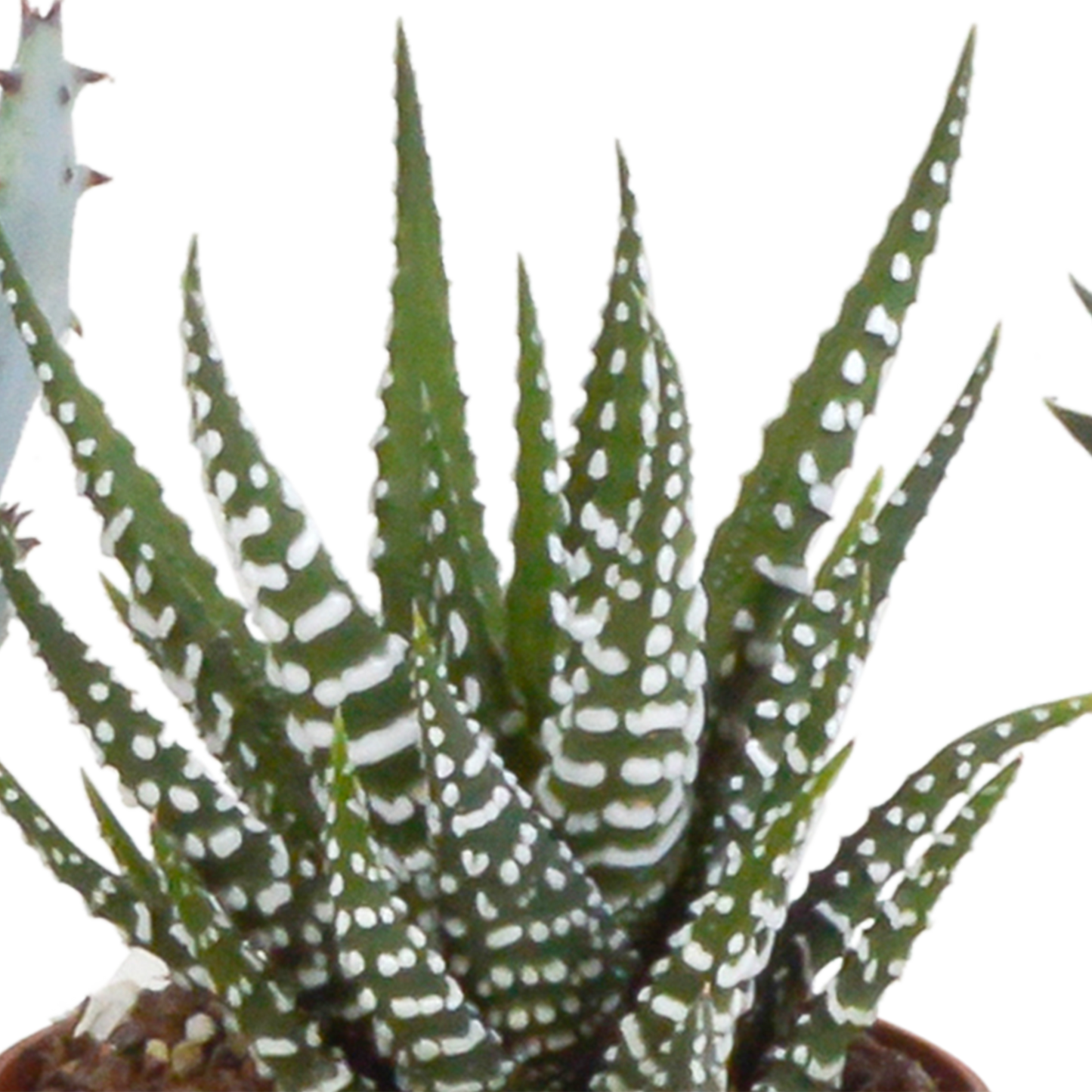 Gasteria/Haworthia-Mischung 5,5cm - 5x - Mexicaanse pot - Pflanzfix24.de - Pflanzfix24.de