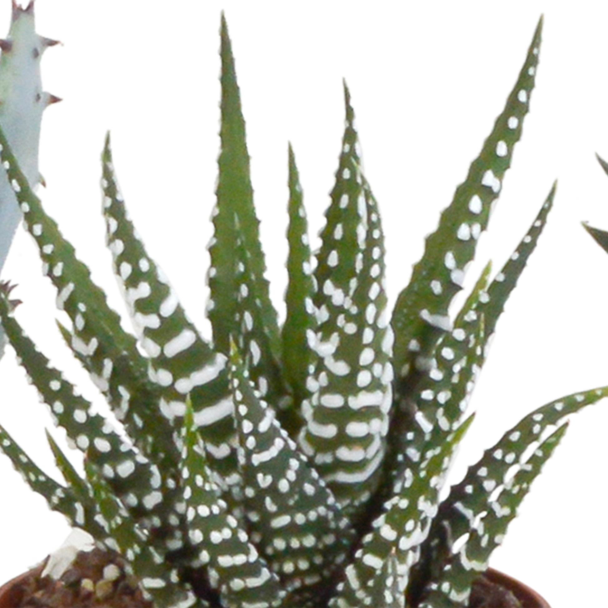 Gasteria/Haworthia-Mischung 5,5cm - 5x - Mexicaanse pot - Pflanzfix24.de - Pflanzfix24.de