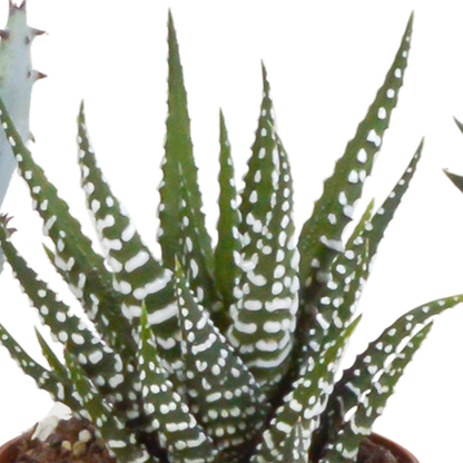 Gasteria/Haworthia-Mischung 5,5cm - 5x - Mexicaanse pot - Pflanzfix24.de - Pflanzfix24.de