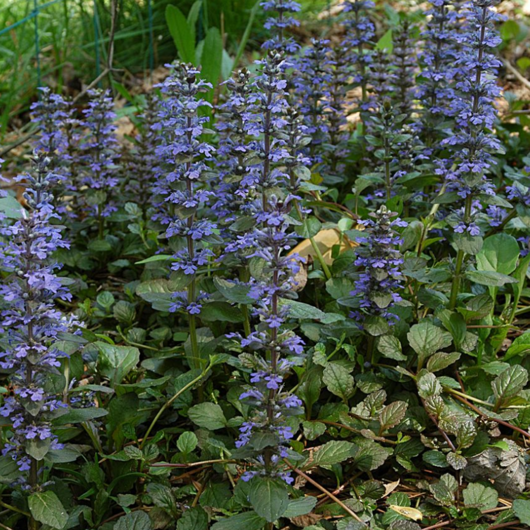Ajuga Reptans – 6 Pflanzenstecker - Pflanzfix24.de - Pflanzfix24.de