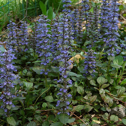 Ajuga Reptans – 6 Pflanzenstecker - Pflanzfix24.de - Pflanzfix24.de