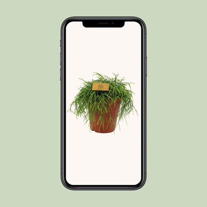 Rhipsalis Cashero - Zimmerpflanze - pflanzfix24
