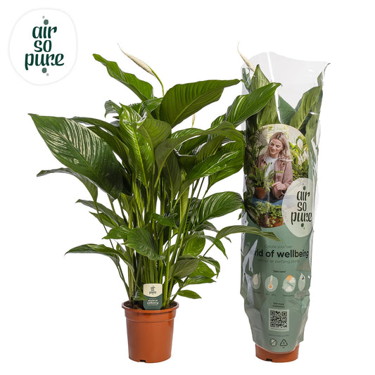 Spathiphyllum 'Maximo Cupido' ASP - Ø21cm - ↕90cm - Pflanzfix24