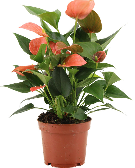Anthurium Alegria In Transparant Sleeve - Pflanzfix24