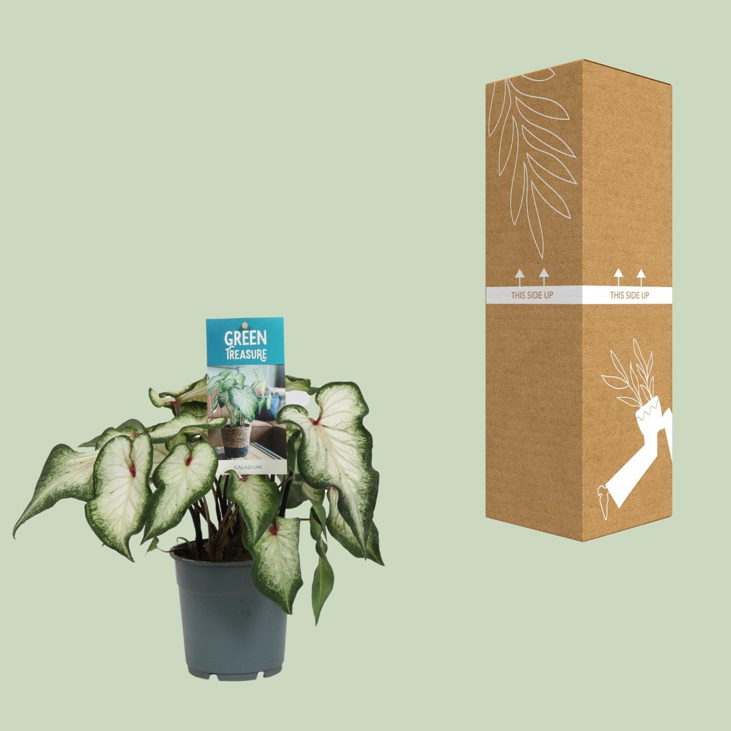 Caladium Wit - Ø12cm - ↕25cm von Pflanzfix24
