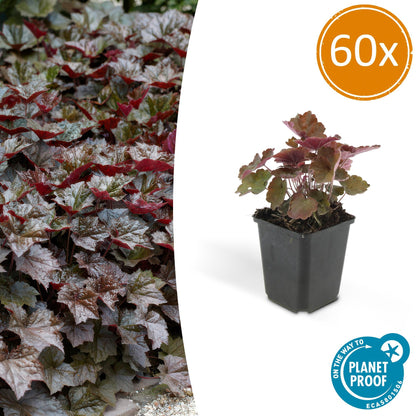 60x Heuchera mic. 'Palace Purple' - Pflanzfix24.de - Pflanzfix24.de