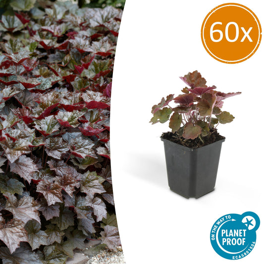 60x Heuchera mic. 'Palace Purple' - Pflanzfix24.de - Pflanzfix24.de