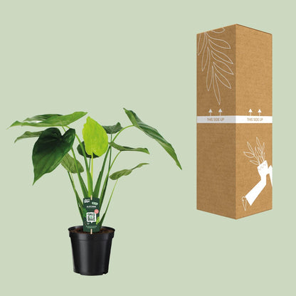 Alocasia Cucullata - Elefantenohr - Ø19cm - ↕55cm bei Pflanzfix24.de - Pflanzfix24.de