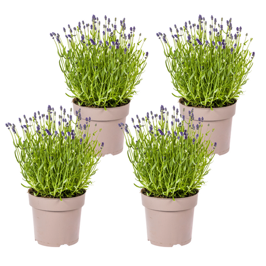 4x Lavandula angustifolia Ø19cm - ↕40 - 50cm - Pflanzfix24.de - Pflanzfix24.de