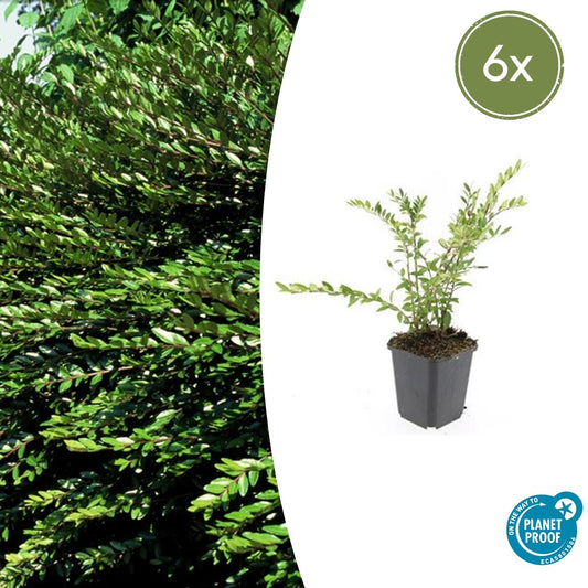 6x Lonicera pileata - Zwerg-Geißblatt - Pflanzfix24.de - Pflanzfix24.de