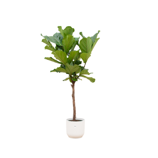 Ficus Lyrata stam inclusief elho Vibes Fold Round wit - 150 cm - Ø30 - Pflanzfix24