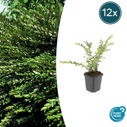 12x Lonicera pileata 'Purple Pearl' – Bodendecker – Pflanzfix24.de - Pflanzfix24.de