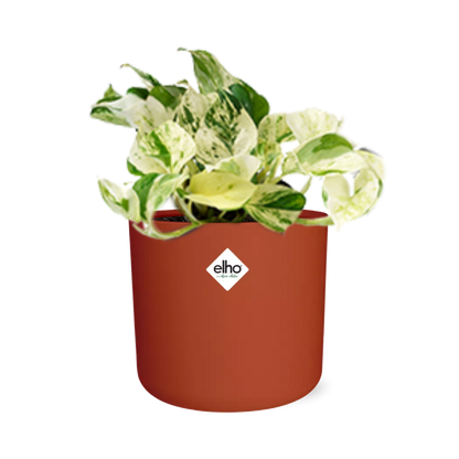 Epipremnum Pinnatum Happy Leaf in ELHO b.for soft rond 14cm brique - Pflanzfix24