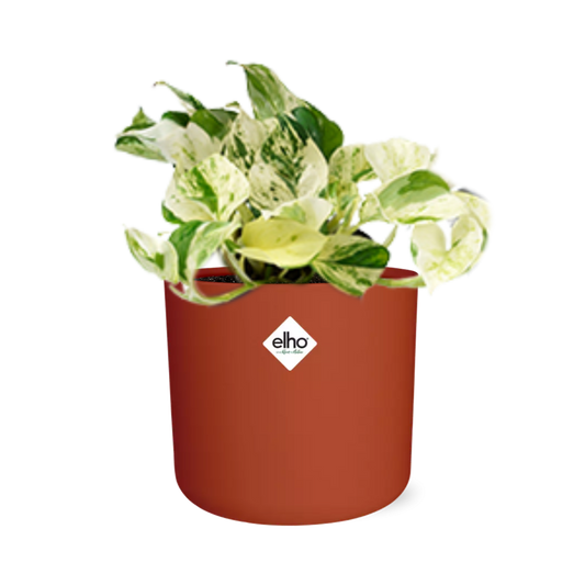 Epipremnum Pinnatum Happy Leaf in ELHO b.for soft rond 14cm brique - Pflanzfix24