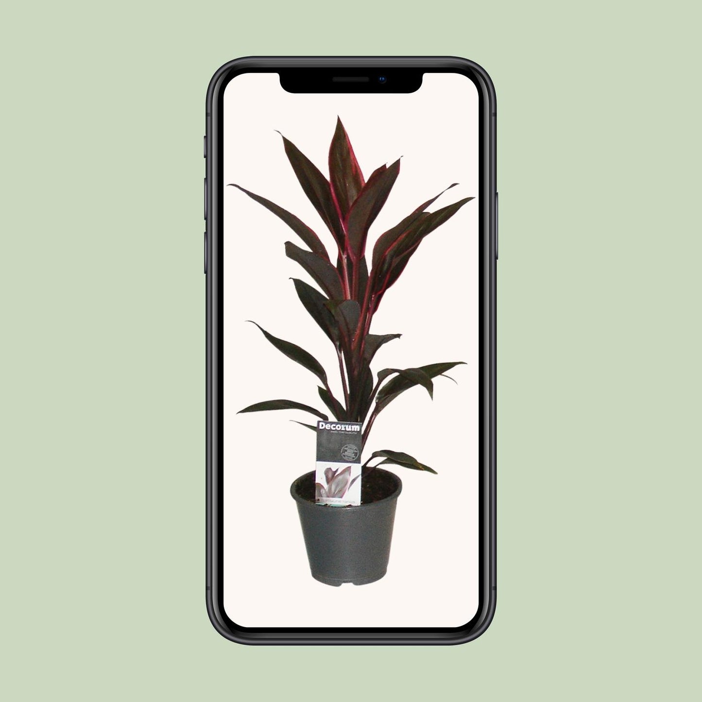 Cordyline Tango - Ø12cm - ↕40cm bei Pflanzfix24