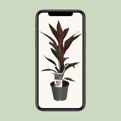 Cordyline Tango - Ø12cm - ↕40cm bei Pflanzfix24