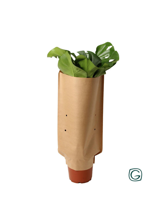 Monstera In Paper Sleeve - Ø21cm - ↕60cm - Pflanzfix24