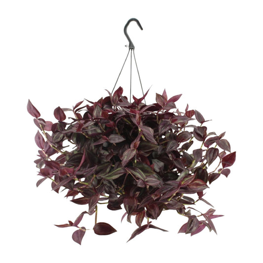 Tradescantia Jewel Red H - Ø17cm - ↕25cm - Pflanzfix24