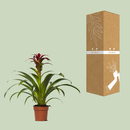 Guzmania Nextara - Ø12 ↕50 bei Pflanzfix24
