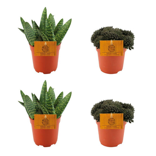 2x Aloe Paradisicum + 2x Sinocrassula Yunnanensis - 4 stuks - Ø10.5cm - ↕10cm - Pflanzfix24
