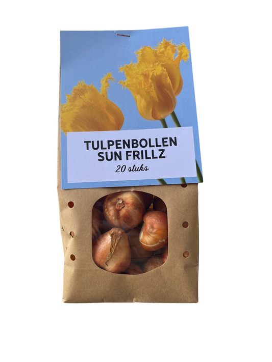 Sun Frillz - Tulpenbollen 20 stuks - Pflanzfix24