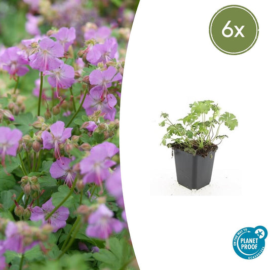 6x Geranium cant. 'Cambridge' - ↕10-25cm - Ø9cm - Pflanzfix24.de - Pflanzfix24.de