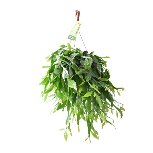 Rhipsalis Crispata - Ø21cm - ↕50cm bei Pflanzfix24